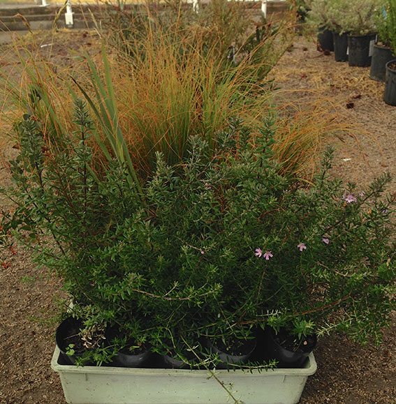 Mick's Natives (Seasonal Stallholder) 